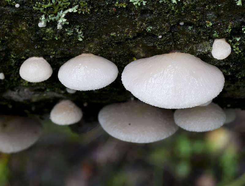 Crepidotus mollis